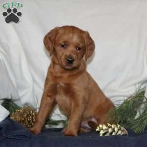 Cupid, Labrador Mix Puppy